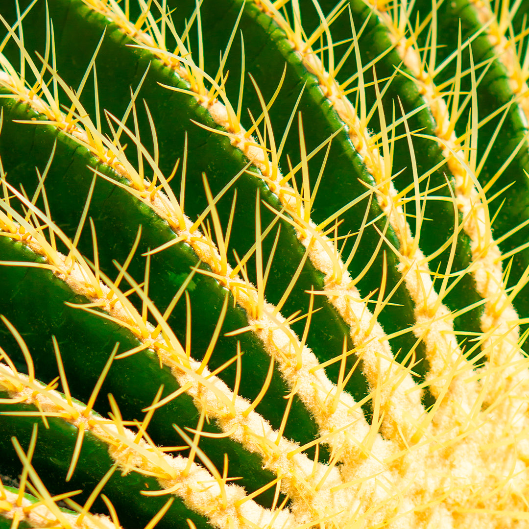 Sciarpa/Pareo Pylones 'Passeggiata' – Motivo Cactus, Colore Giallo, Taglia Unica 100x180 Cm – In Viscosa Riciclata